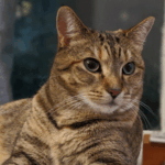 A cat with sharp features poses for the camera.