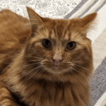 An orange long-haired cat looks directly at the camera.