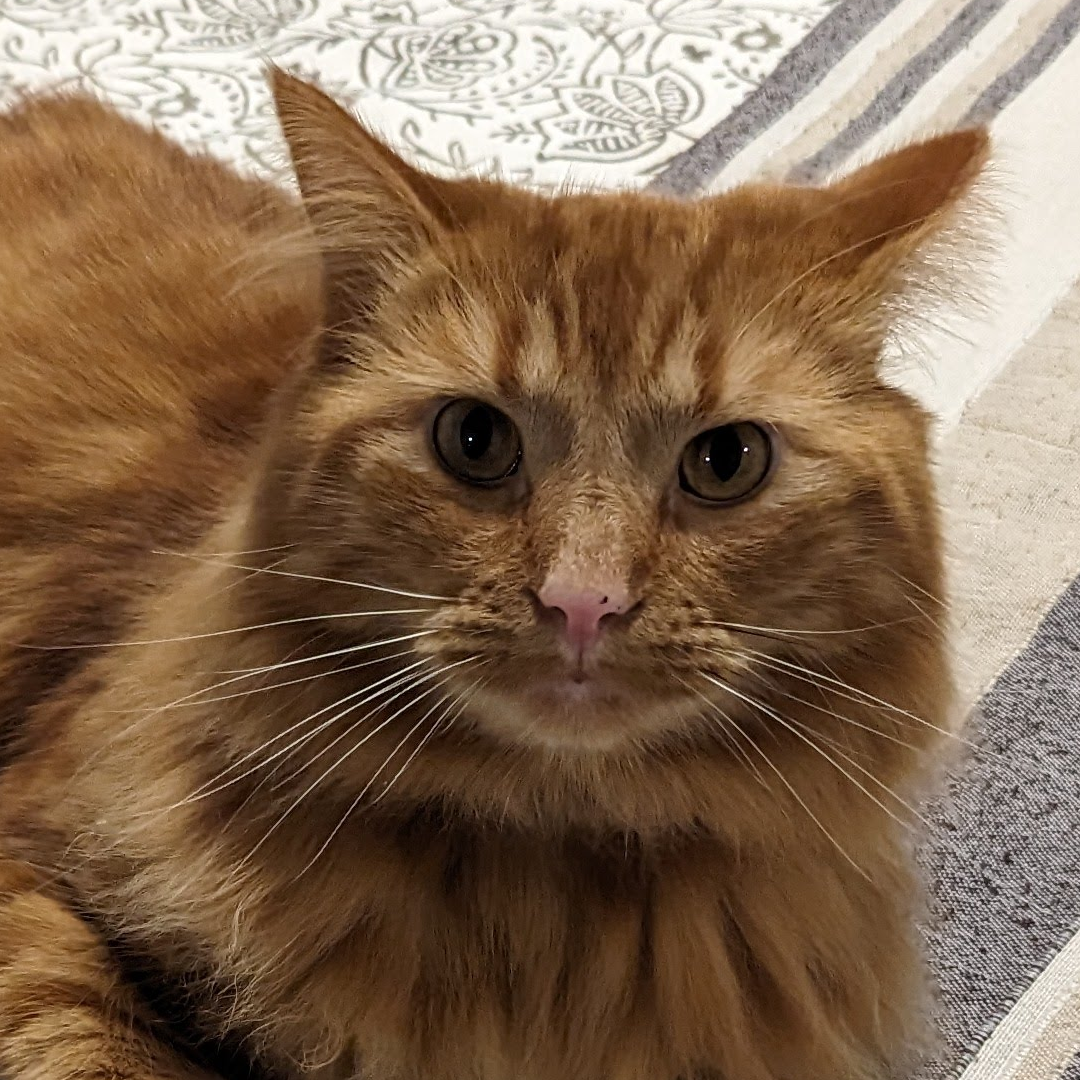 An orange long-haired cat looks directly at the camera.