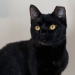 A black cat sits upright. She is missing the tip of one ear.