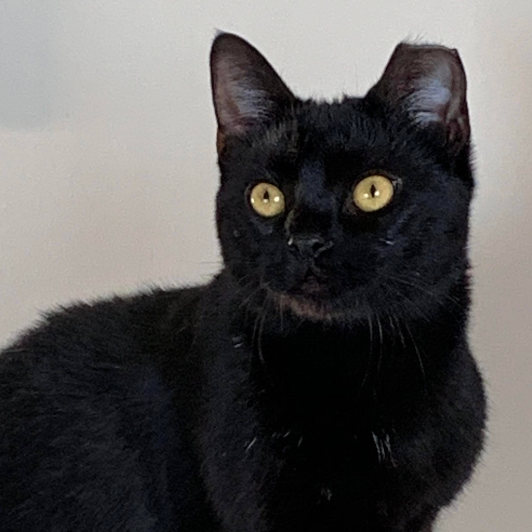 A black cat sits upright. She is missing the tip of one ear.