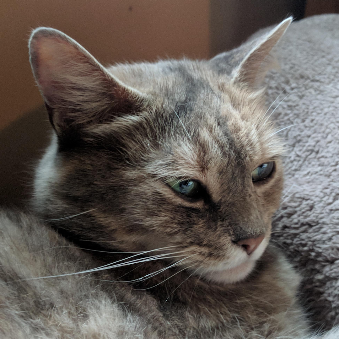 A cat rests on a soft blanket.