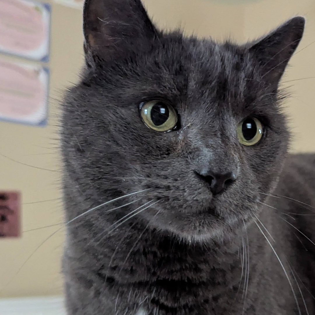 A grey cat looks to the right.