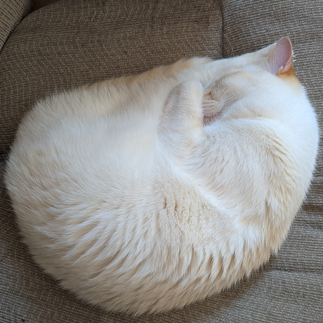 A cream cat curled up tightly.