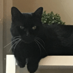 A black cat draped over a bookshelf.