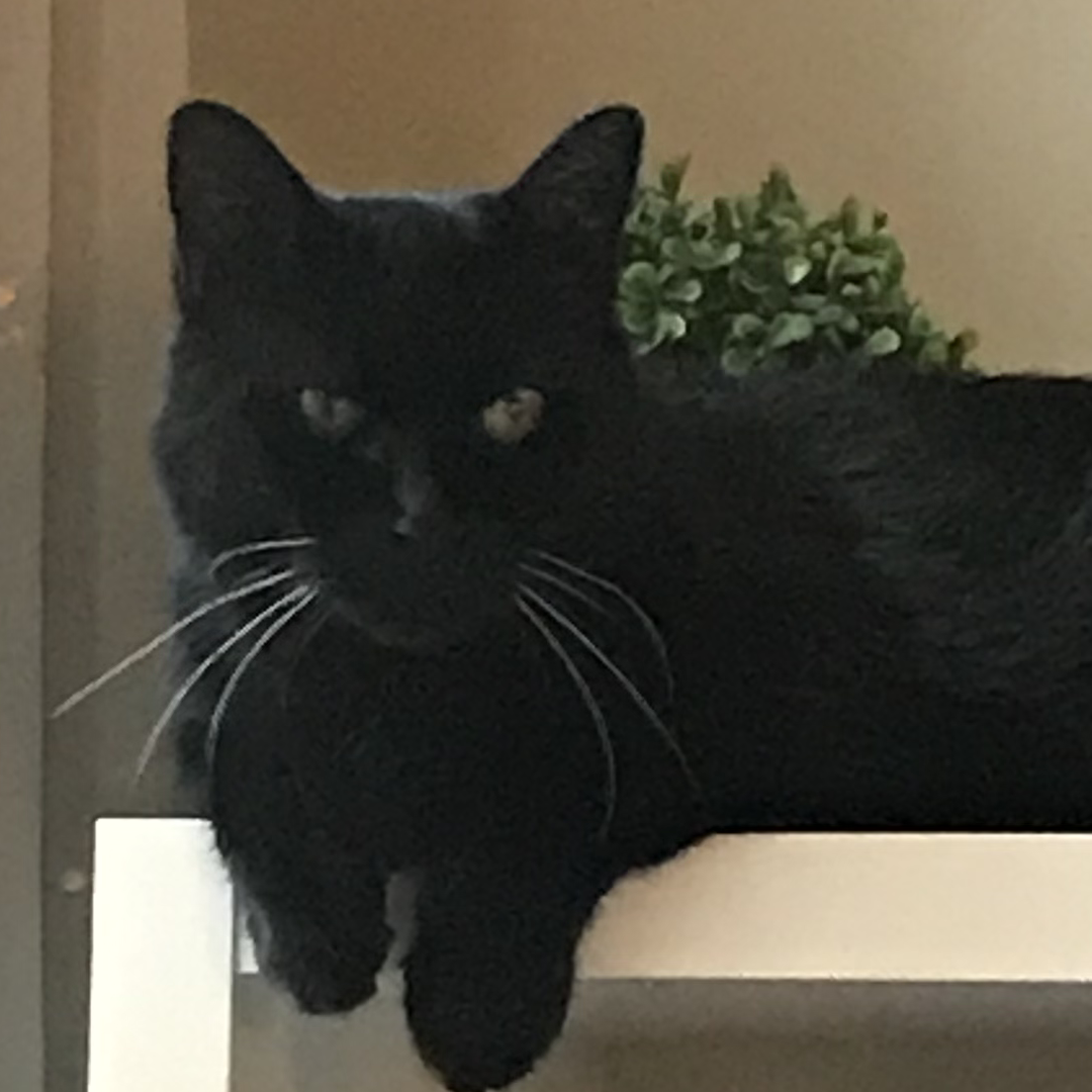 A black cat draped over a bookshelf.