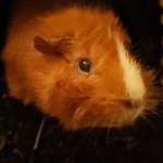 A guineapig with messy red fur.