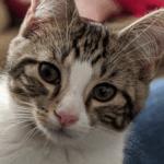 A cat with a pink nose looks directly into the camera.
