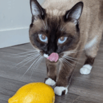 A cat licks her lips. She is standing behind a lemon.