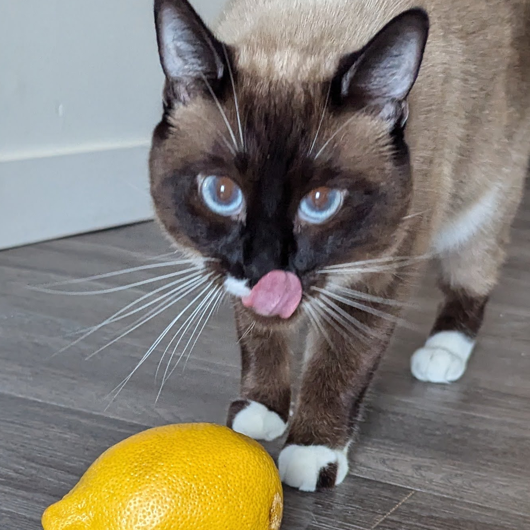 A cat licks her lips. She is standing behind a lemon.