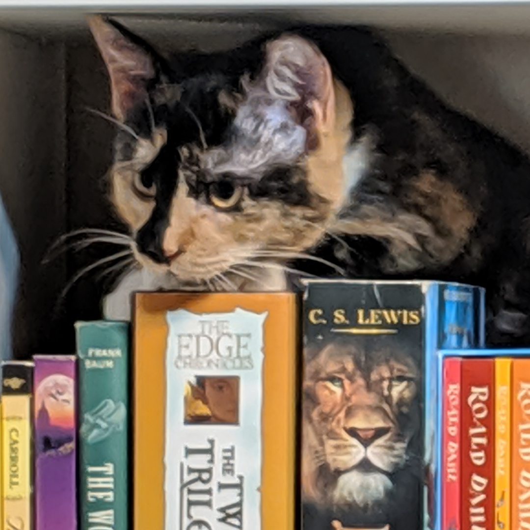 A kitten sits on a series of fantasy books.