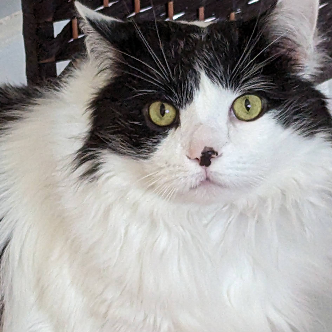 The green eyes of a black and white cat looks out from a tangle of long fur.