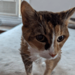 An elderly cat stands close to the camera. She stands on a mattress.