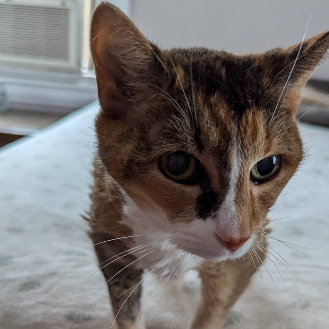 An elderly cat stands close to the camera. She stands on a mattress.