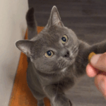 A young grey cat reaches for a piece of kibble.