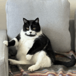 A handsome black and white cat sits upright in a chair, like a rotund gentleman.