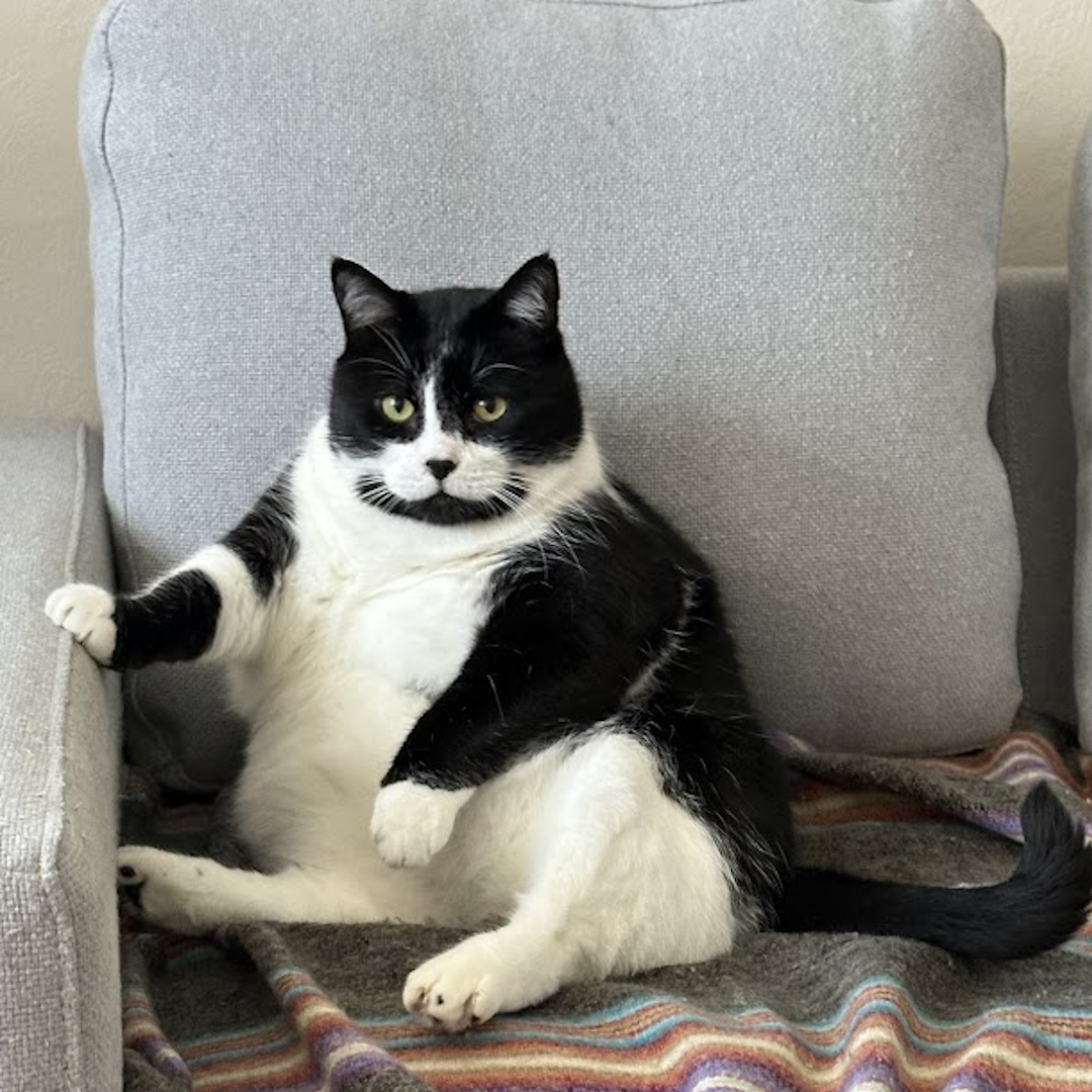 A handsome black and white cat sits upright in a chair, like a rotund gentleman.
