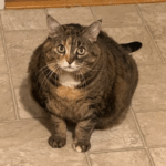 A round cat. The colouring of her face changes straight down the middle.