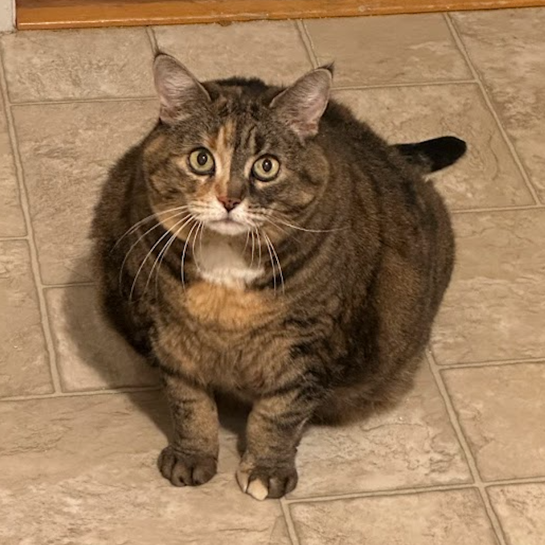 A round cat. The colouring of her face changes straight down the middle.
