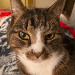 A cat giving you the eye. It might be a sassy eye.