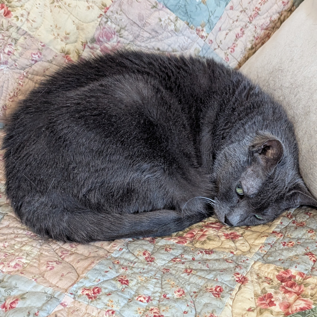 A grey cat curled up on a quilt.