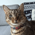 An alert cat staring into the camera. She wears a red collar.