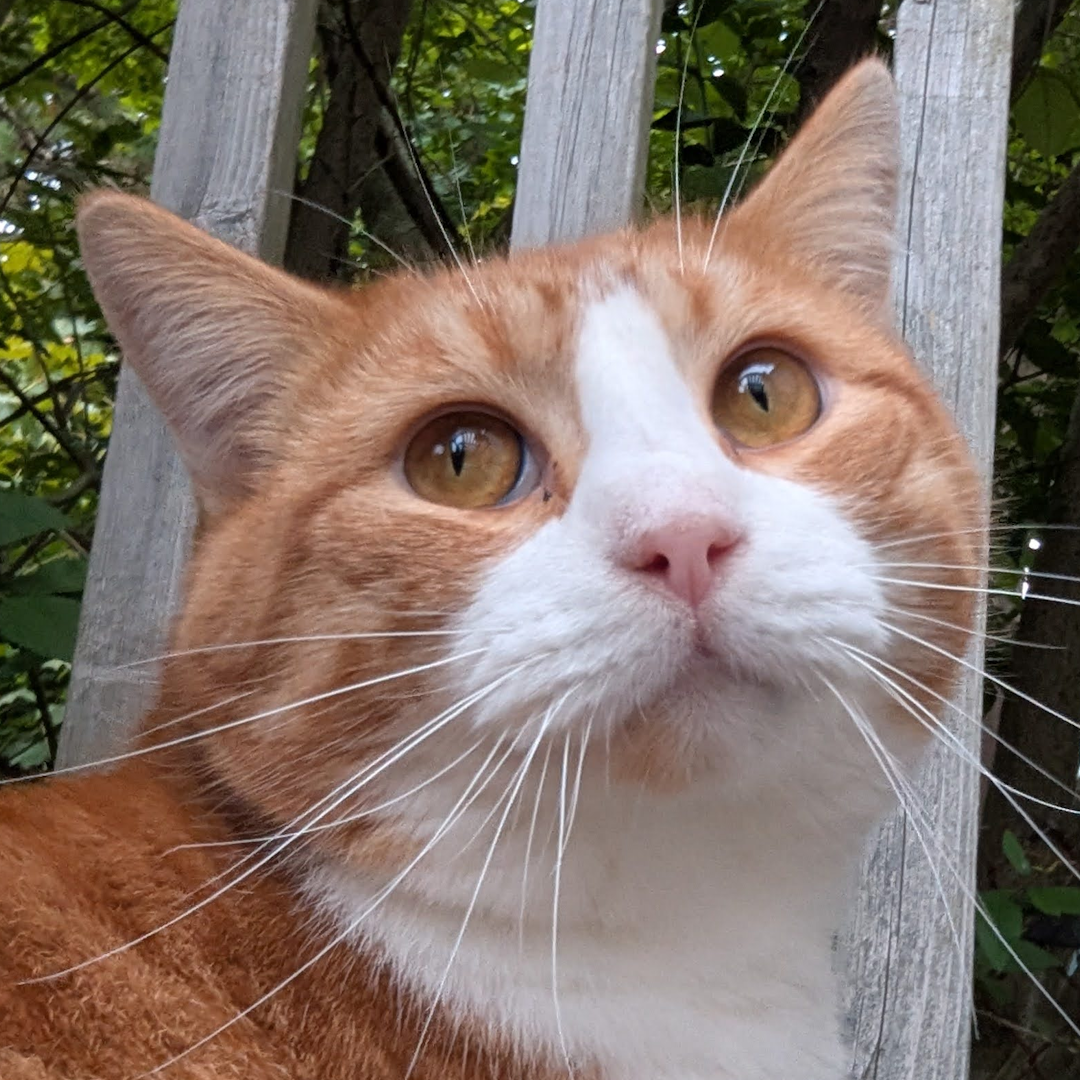 A sweet orange cat giving puppy dog eyes.