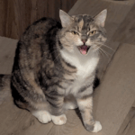 An angry hissing cat.