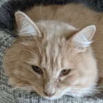A pale-orange cat with long hair.