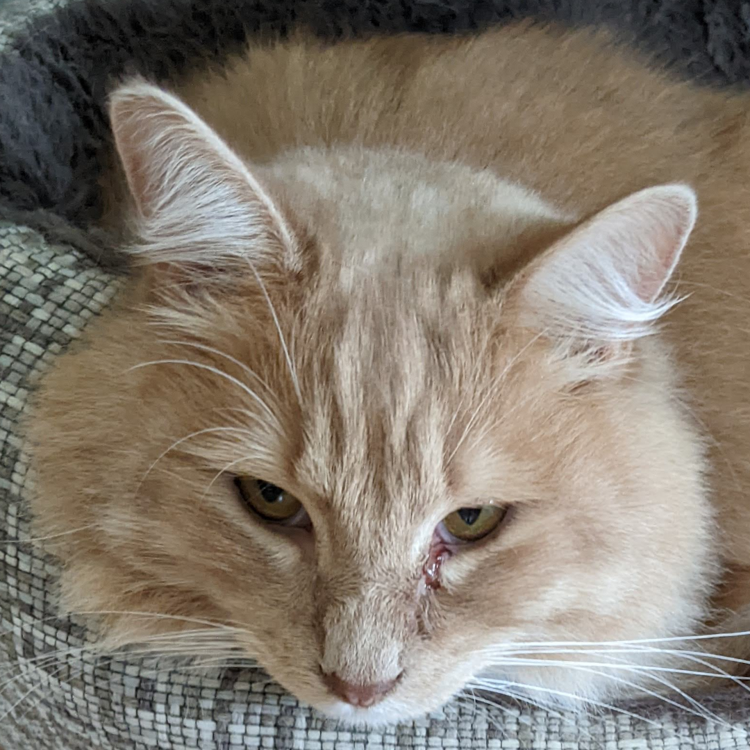 A pale-orange cat with long hair.